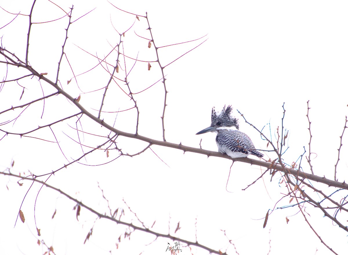 Crested Kingfisher - ML631360523