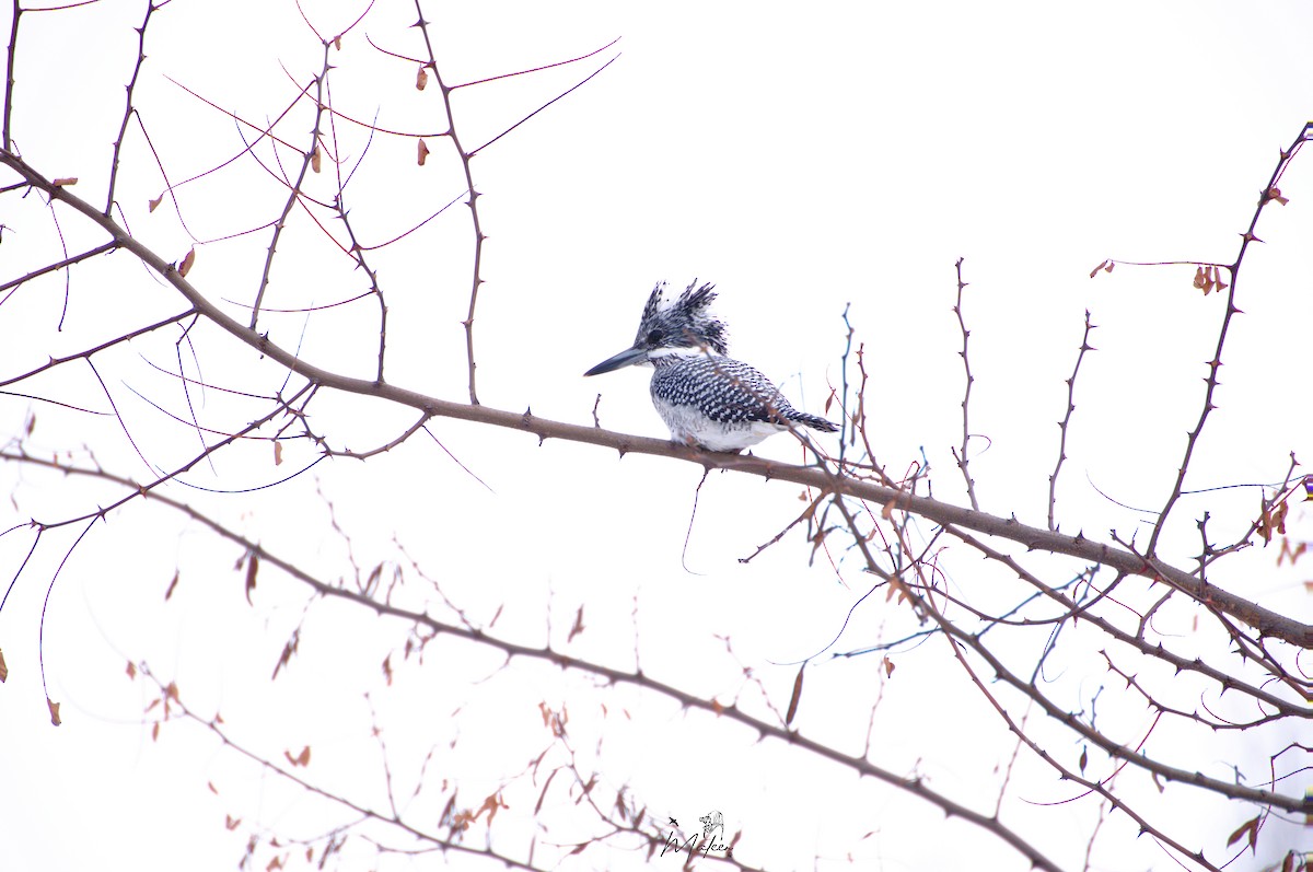 Crested Kingfisher - ML631360524