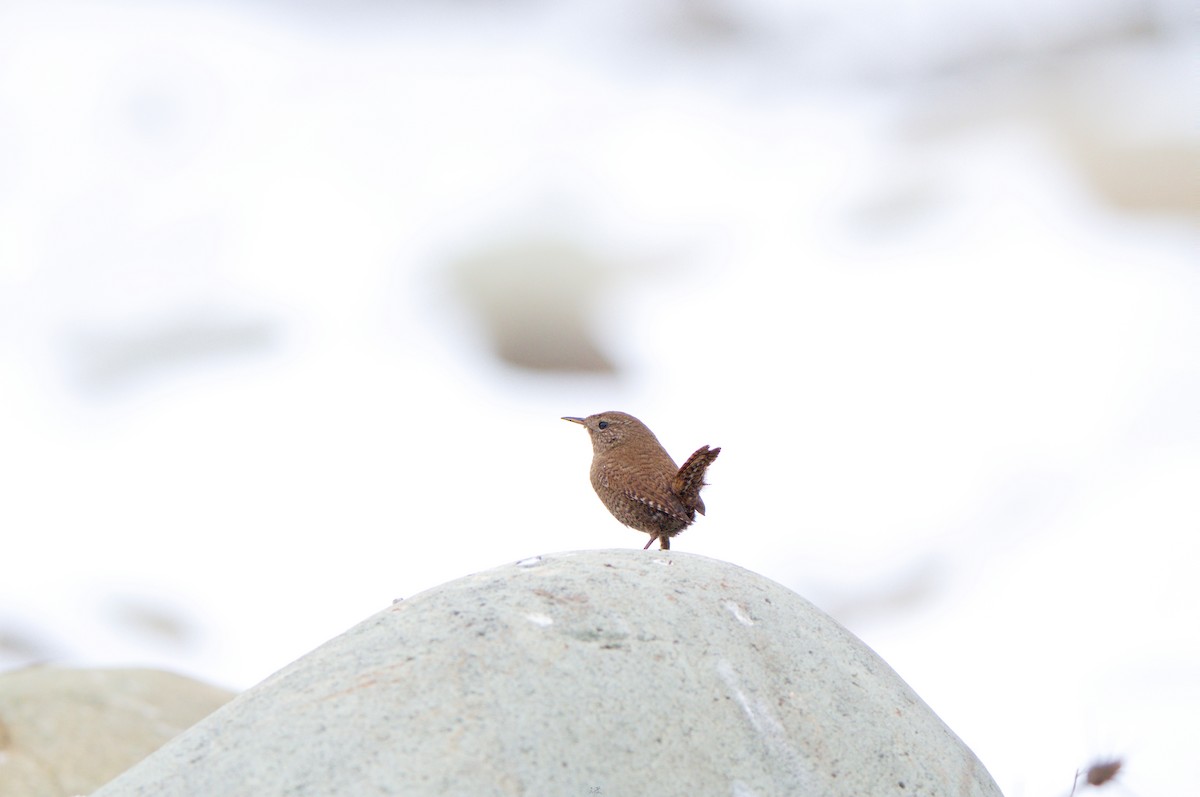 Eurasian Wren - ML631360534