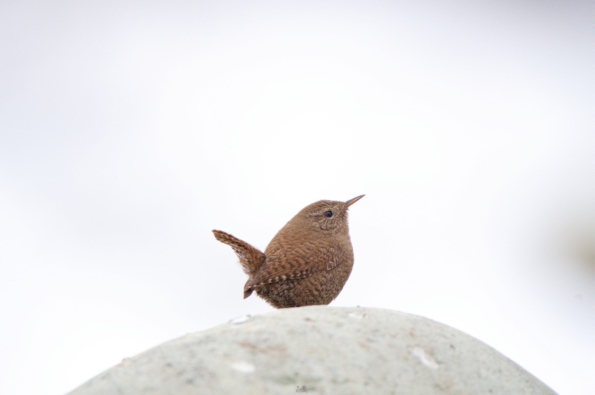 Eurasian Wren - ML631360535