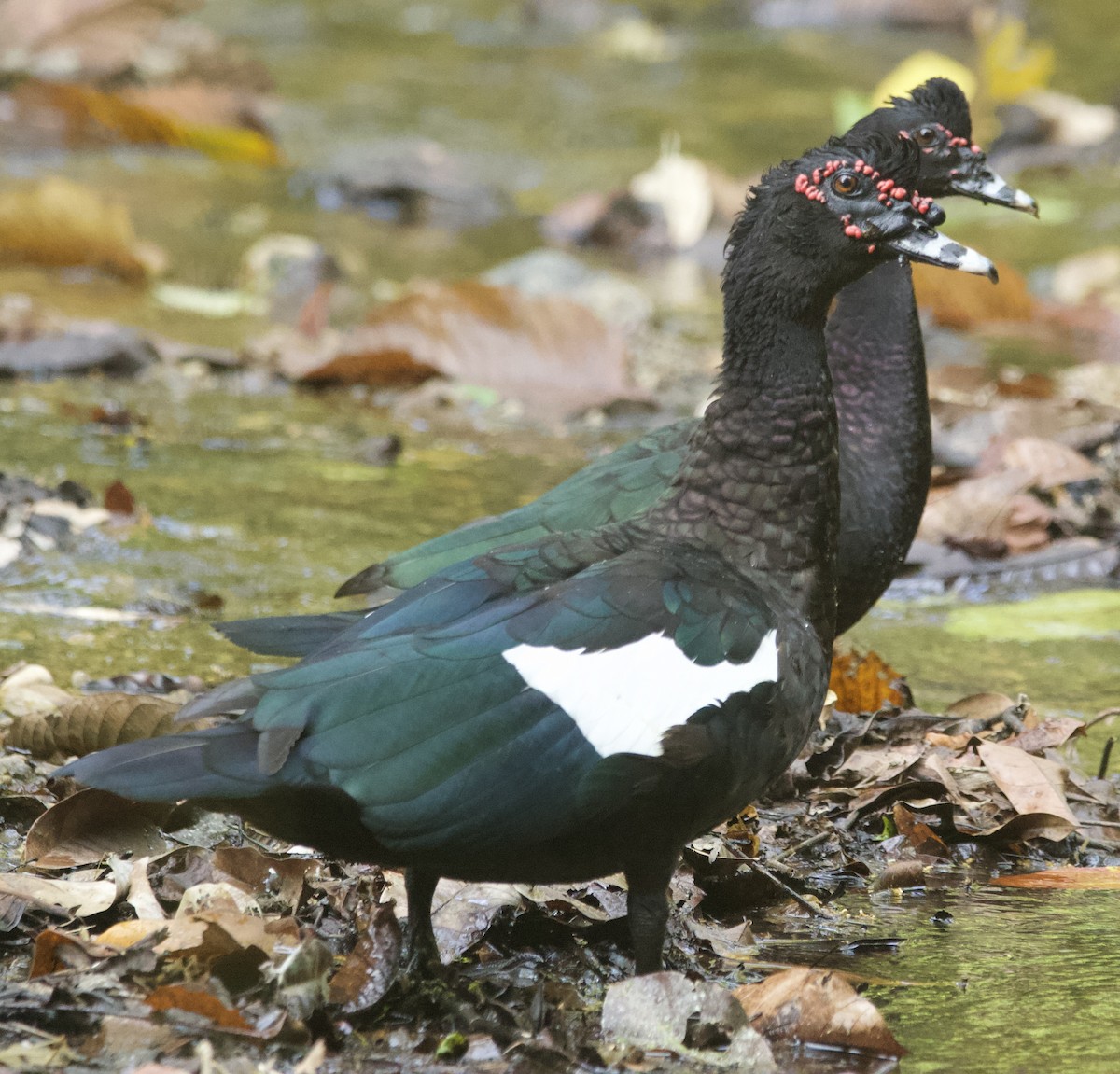 疣鼻棲鴨 - ML631360560