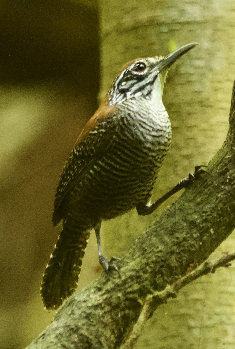 Riverside Wren - ML631360574