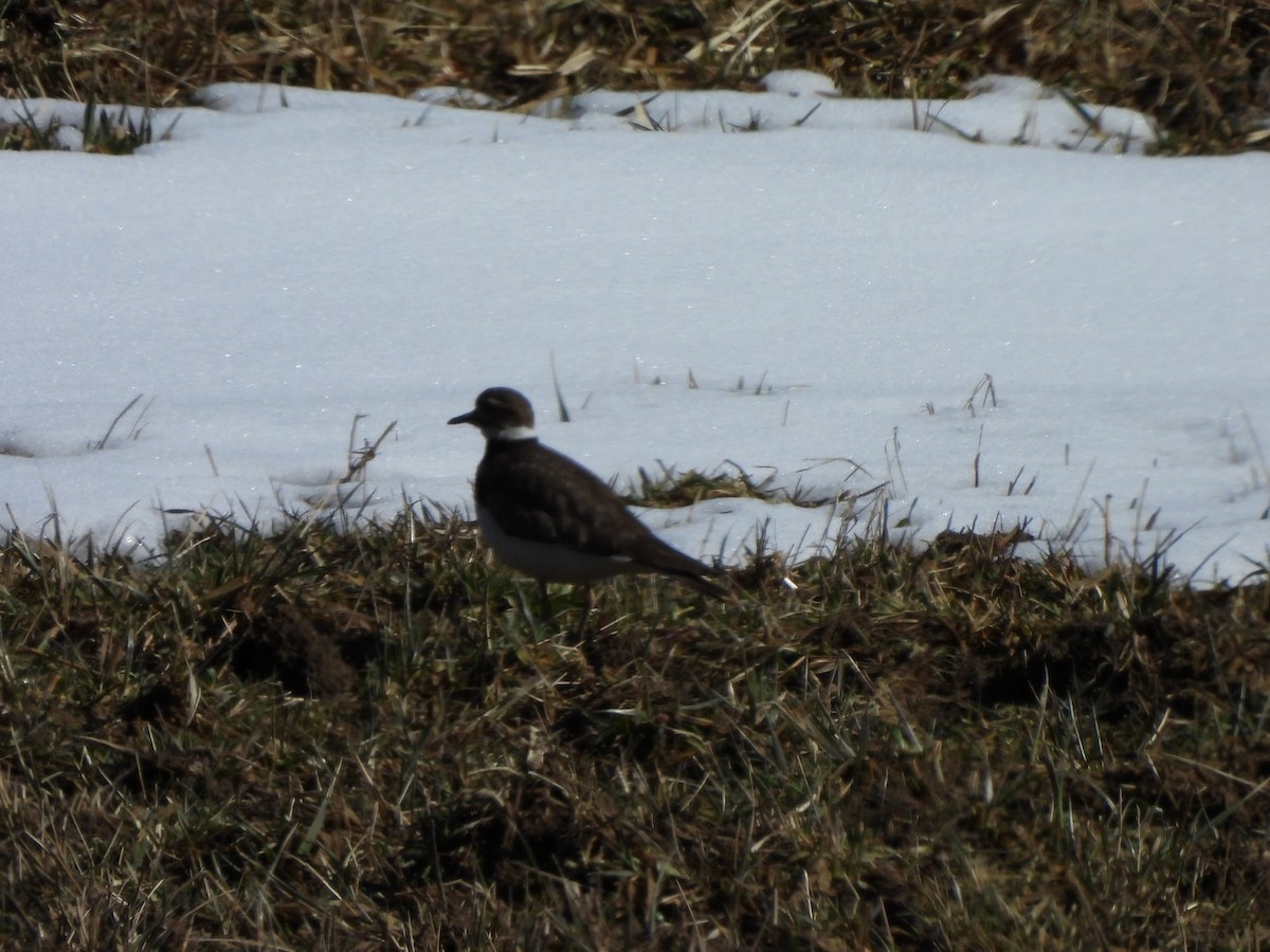 Killdeer - ML631360584