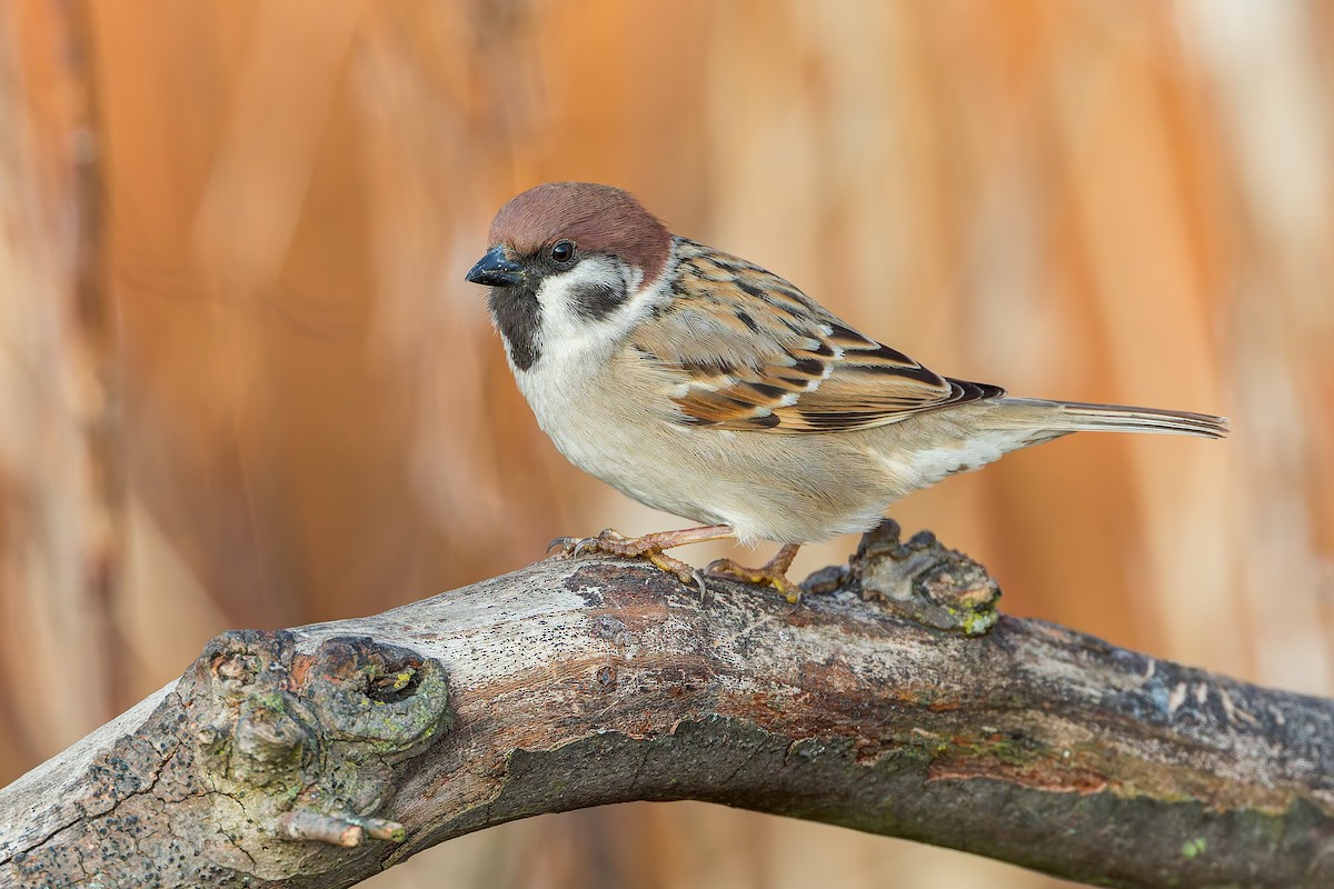 Eurasian Tree Sparrow - ML631360585