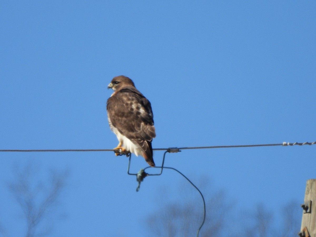 Red-tailed Hawk - ML631360589