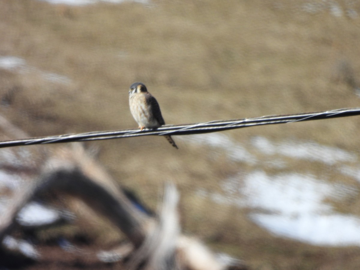 American Kestrel - ML631360627