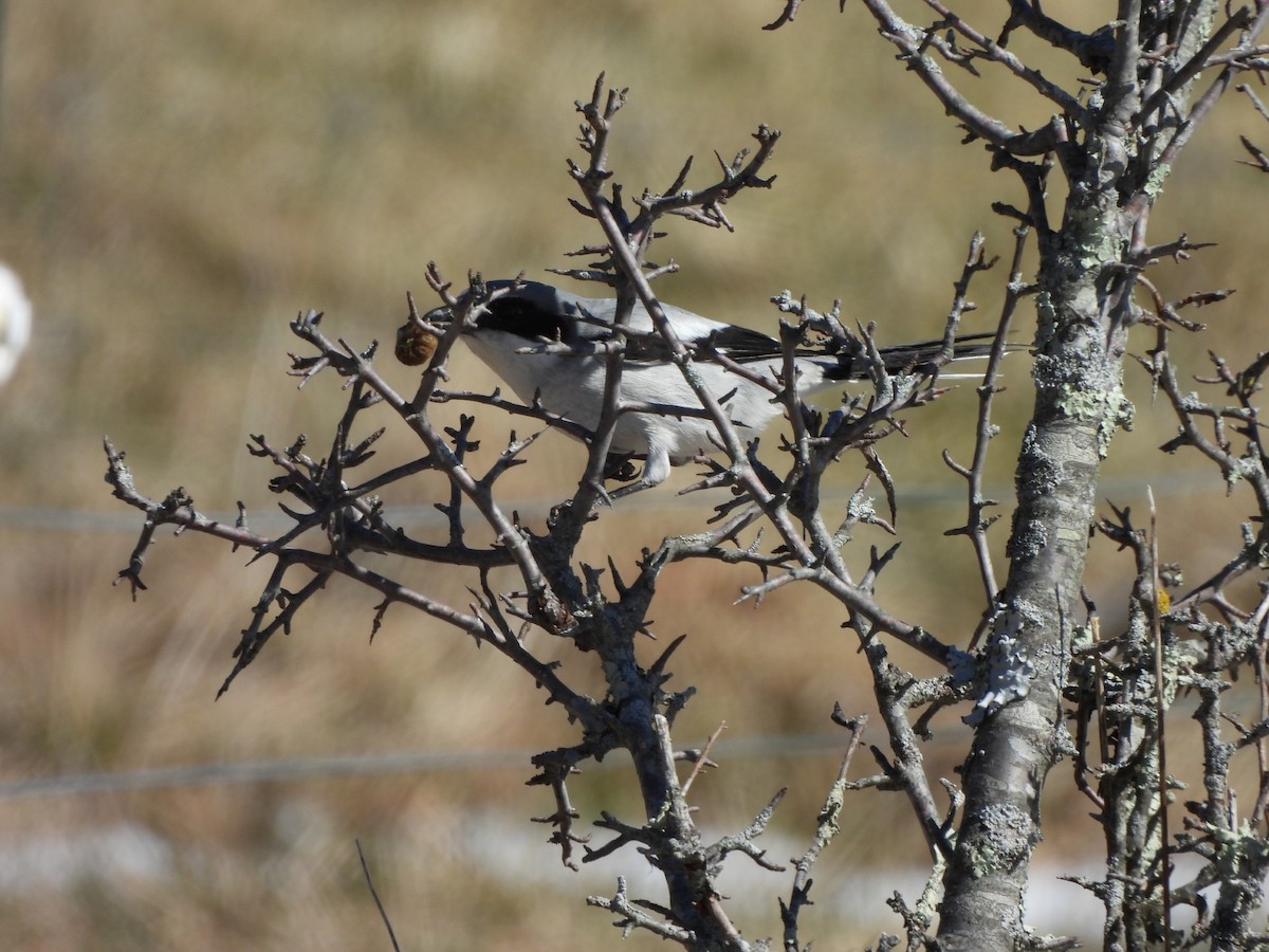Loggerhead Shrike - ML631360628