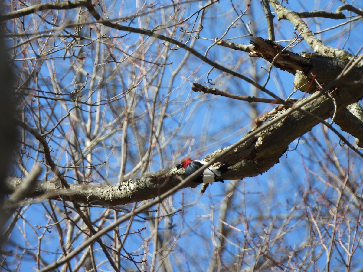 Red-headed Woodpecker - ML631360656