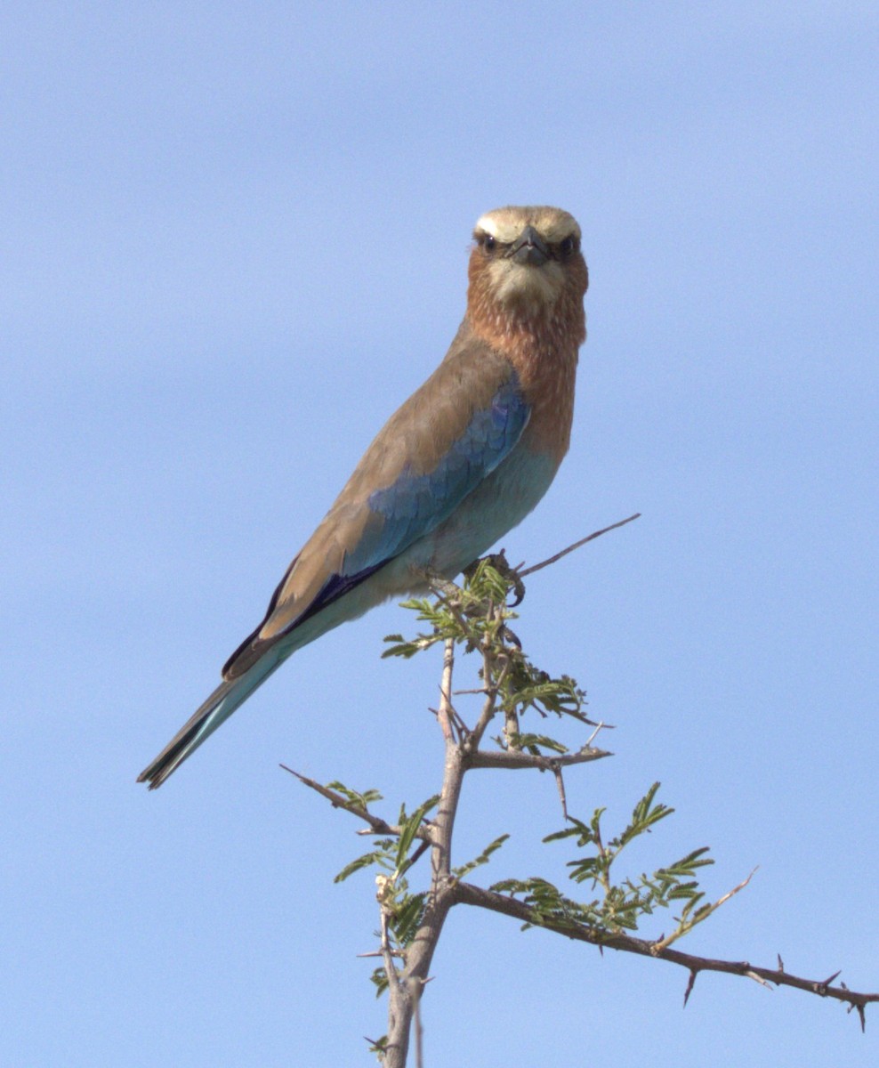 Lilac-breasted Roller (Lilac-breasted) - ML631360776