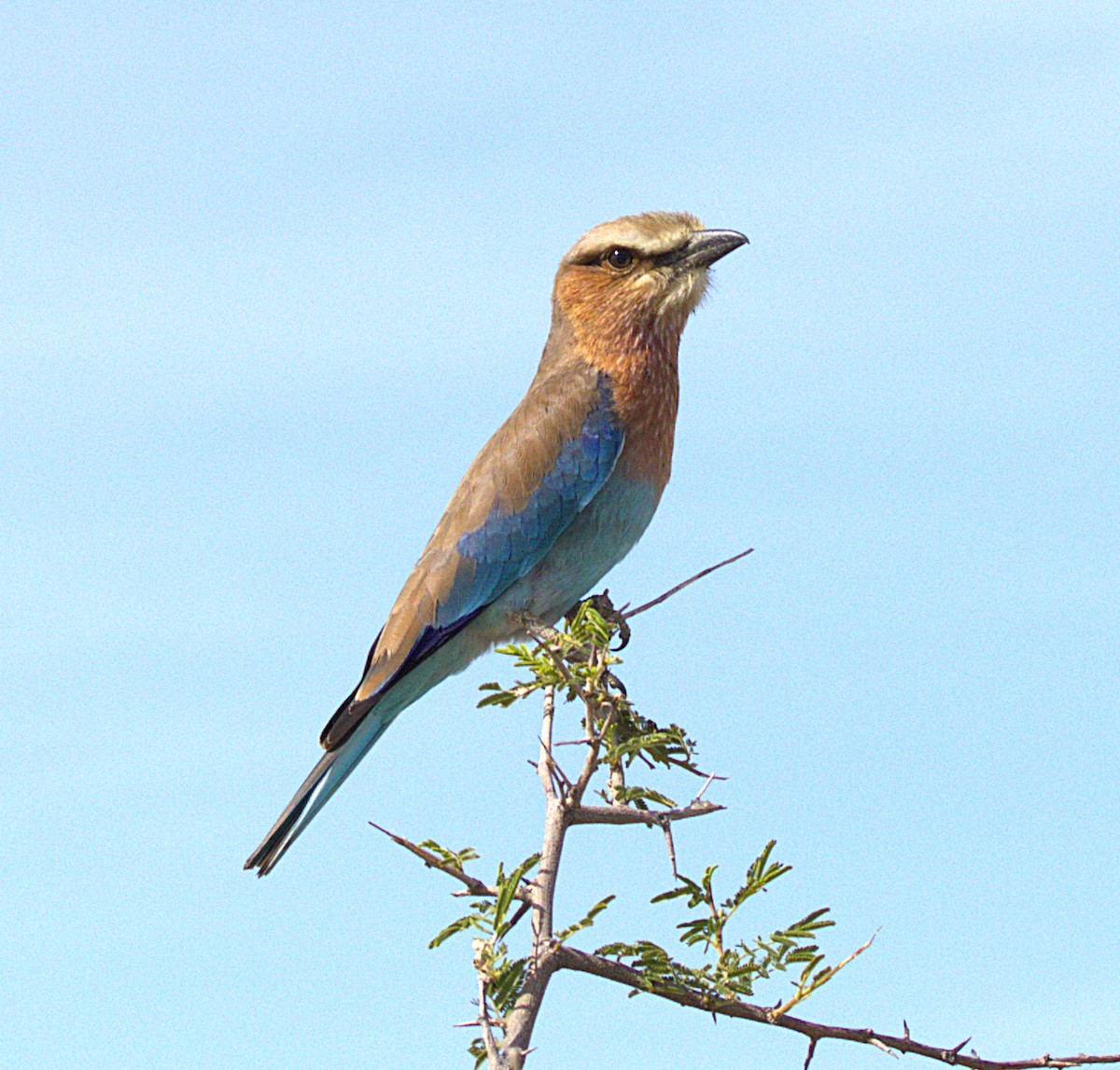 Lilac-breasted Roller (Lilac-breasted) - ML631360777