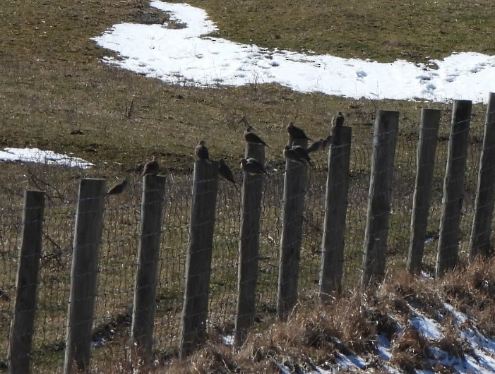 Mourning Dove - ML631360815