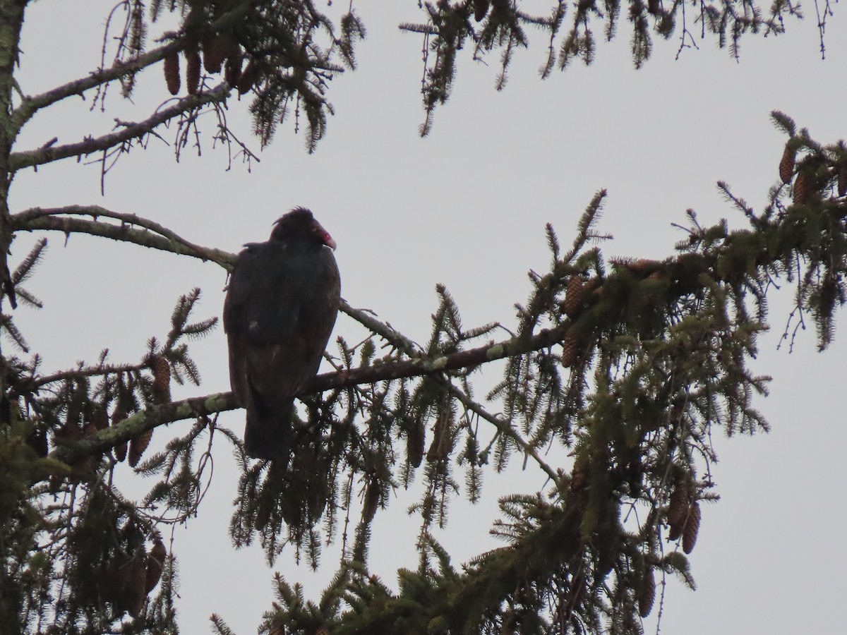 Turkey Vulture - ML631360959