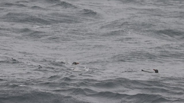 Snares Penguin - ML631361063