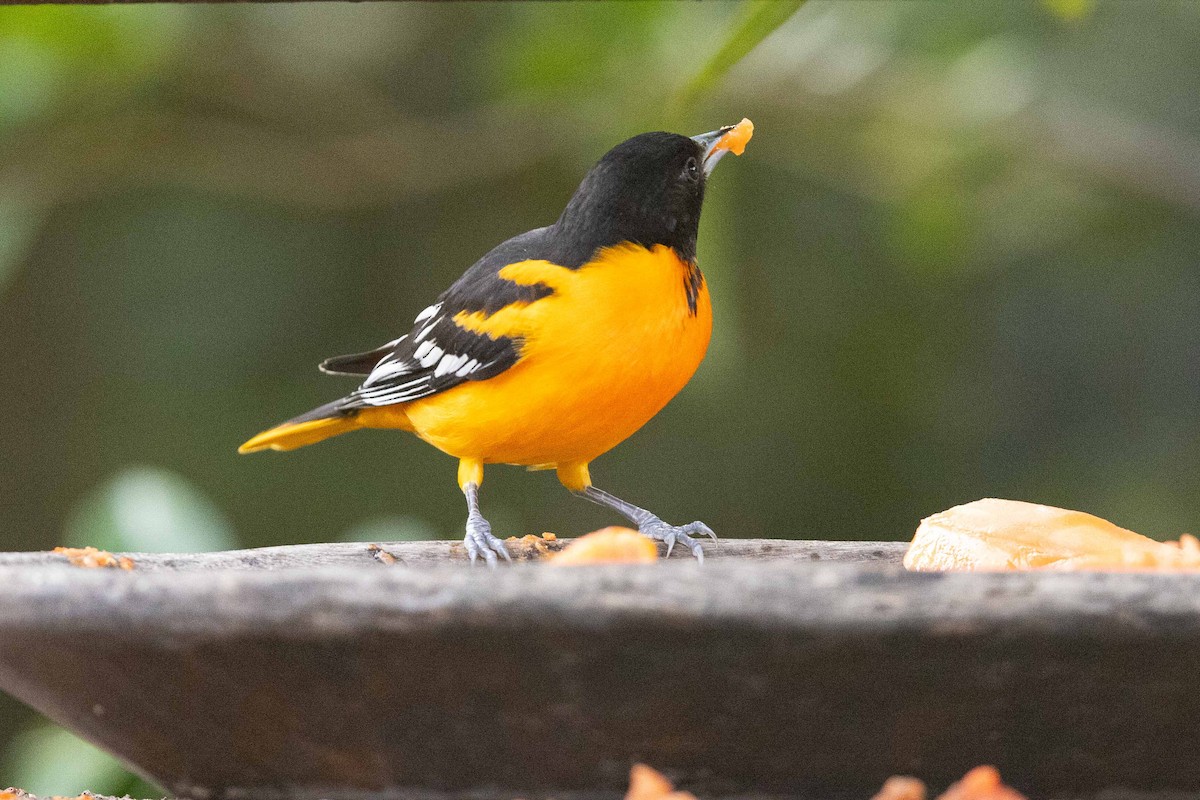 Baltimore Oriole - ML631361405
