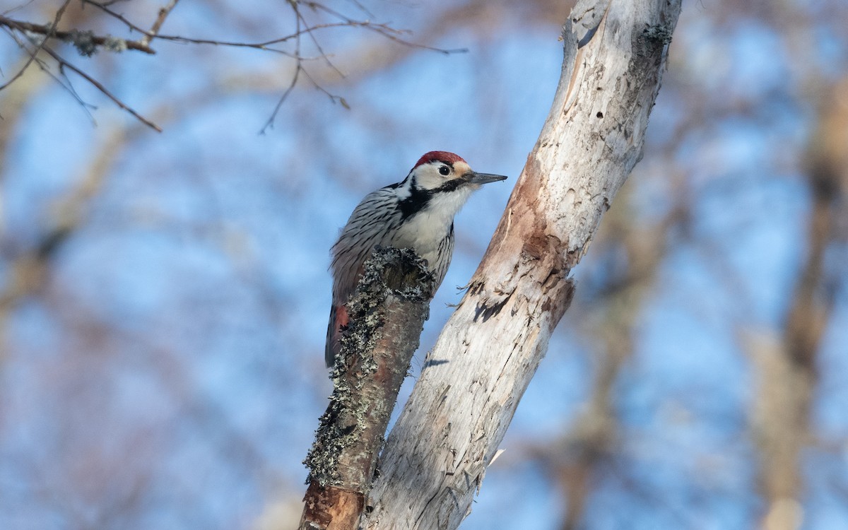 White-backed Woodpecker - ML631361412