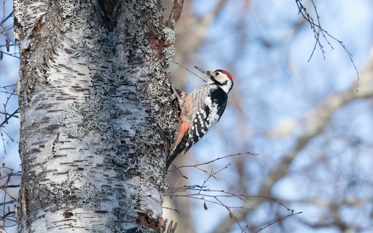 White-backed Woodpecker - ML631361413