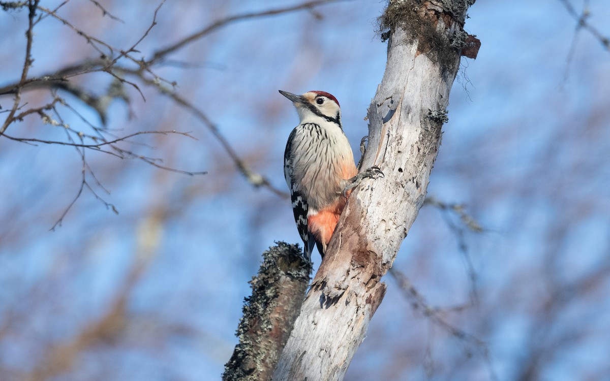 White-backed Woodpecker - ML631361414