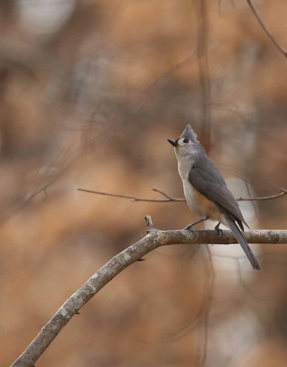 Tufted Titmouse - ML631361439