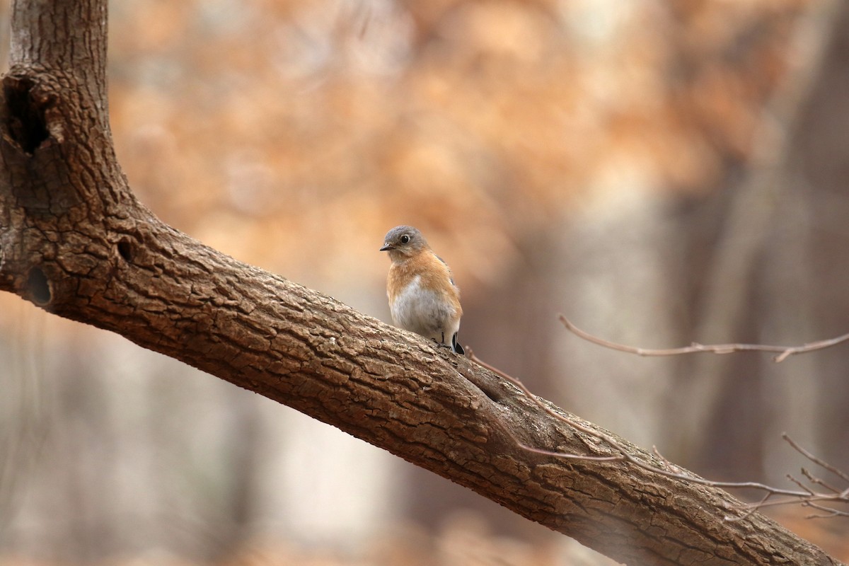 Eastern Bluebird - ML631361457