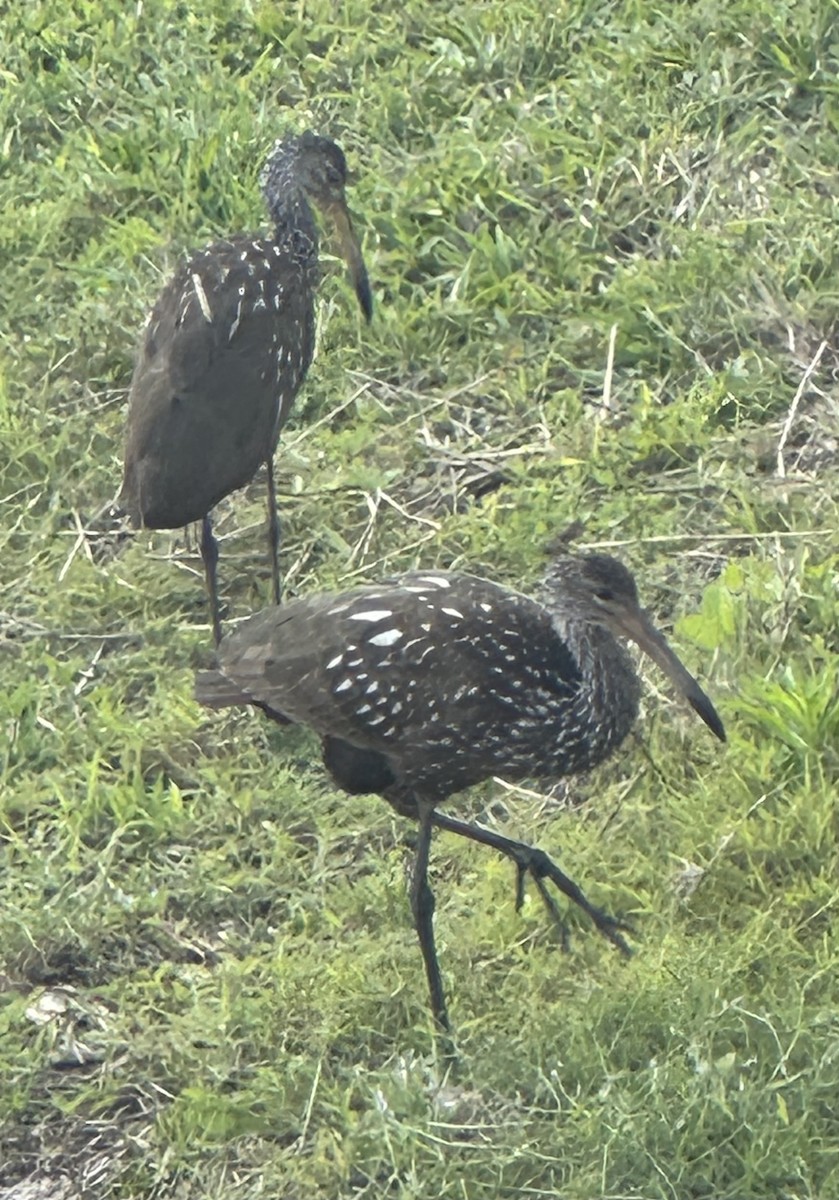 Limpkin - ML631361472
