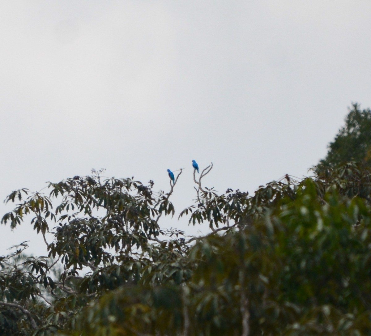 Lovely Cotinga - ML631361473