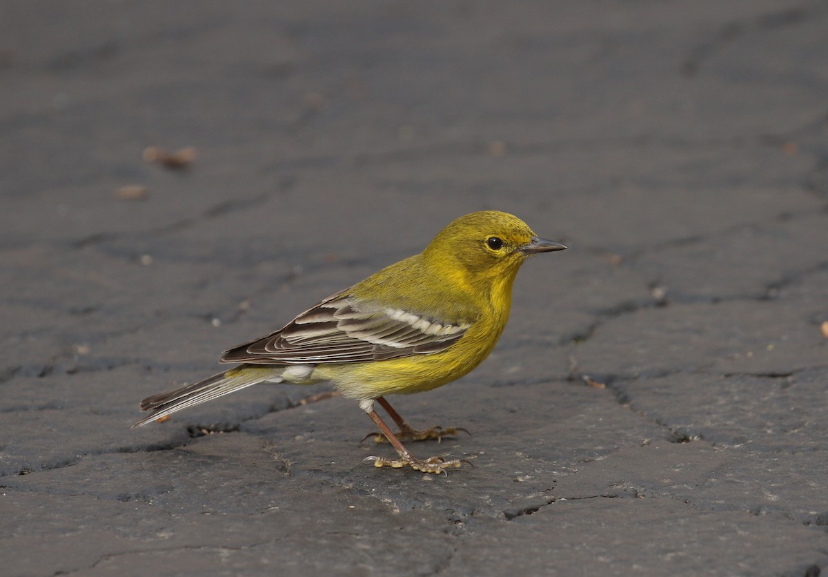 Pine Warbler - ML631361482