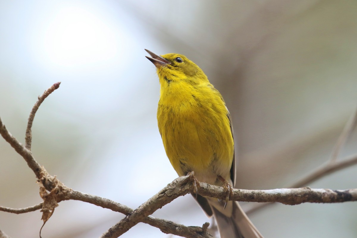 Pine Warbler - ML631361483