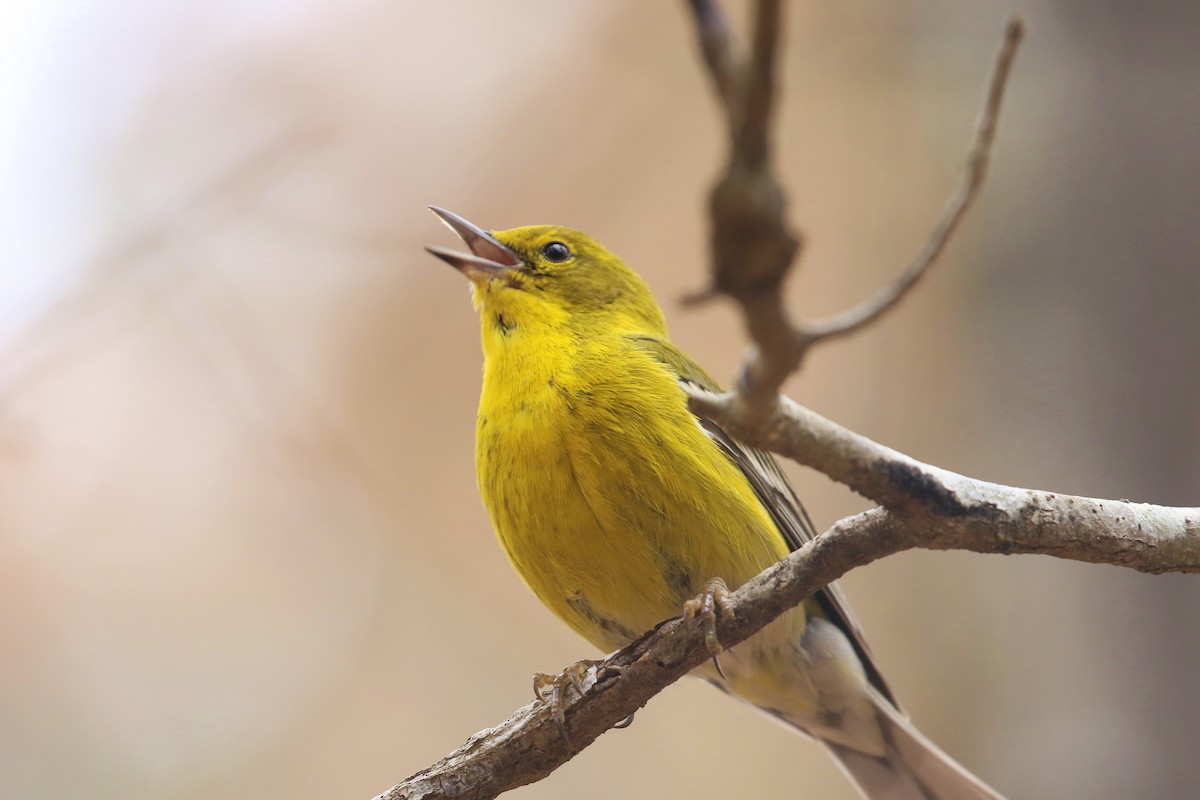 Pine Warbler - ML631361484