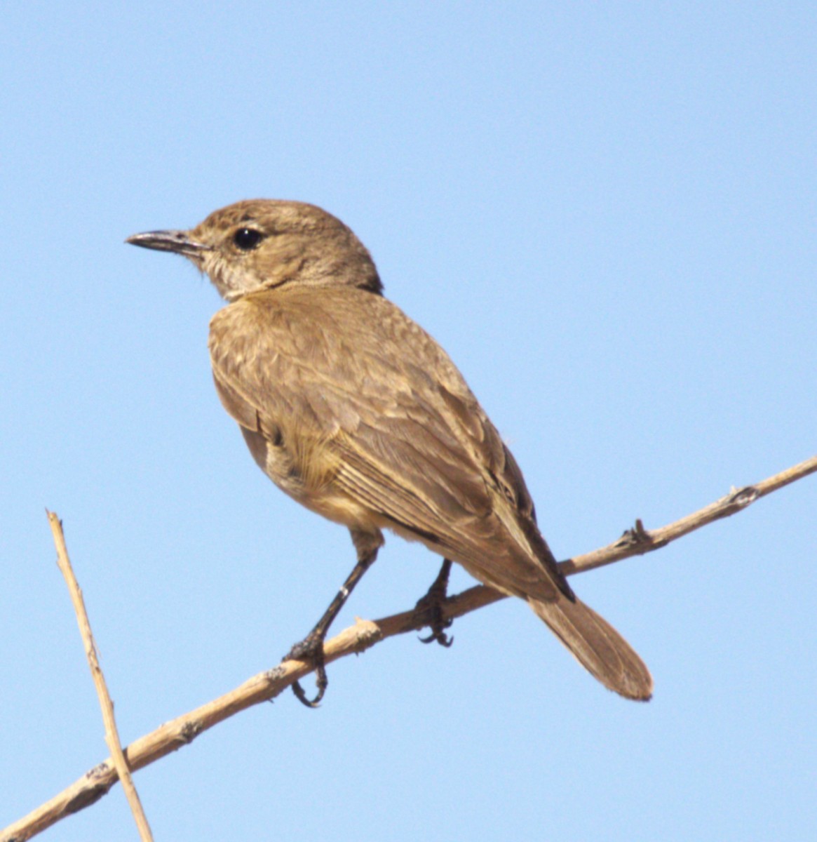 Chat Flycatcher - ML631361487