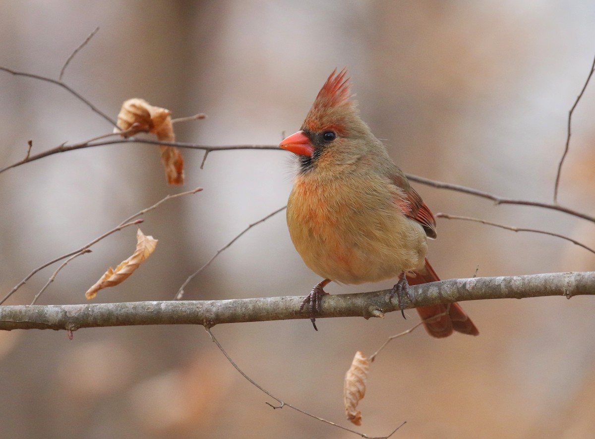 Northern Cardinal - ML631361491