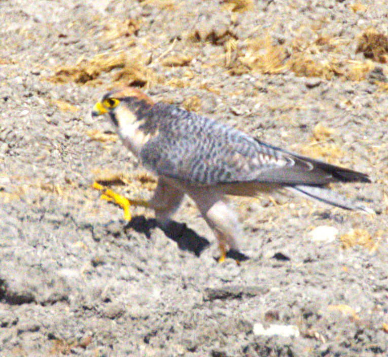 Lanner Falcon - ML631361502