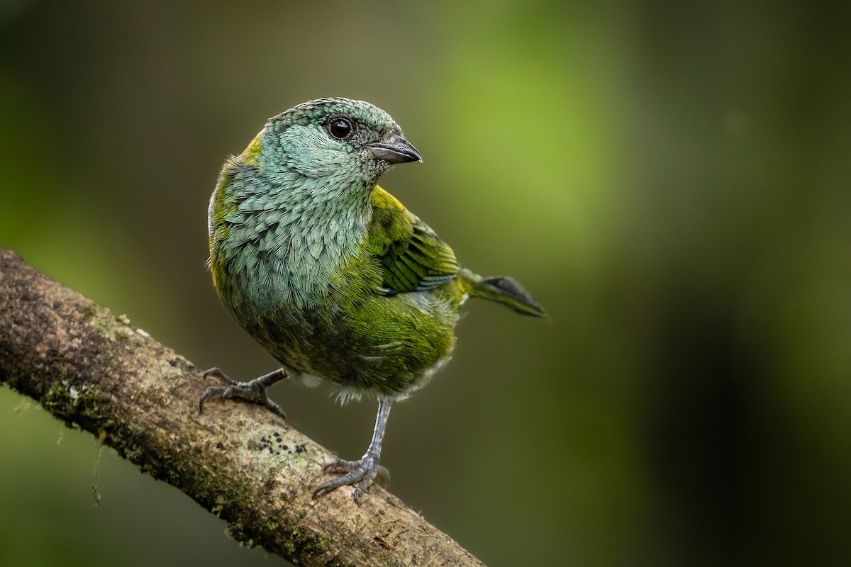 Black-capped Tanager - ML631361526