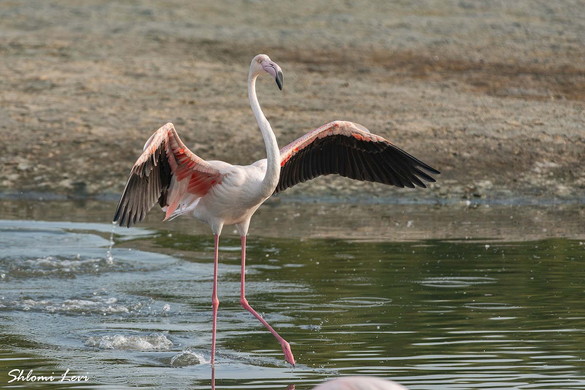 פלמינגו גדול - ML631361538