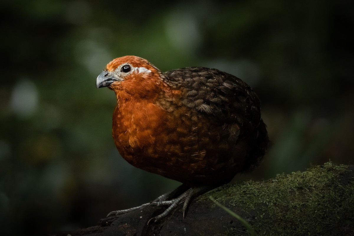 Chestnut Wood-Quail - ML631361557