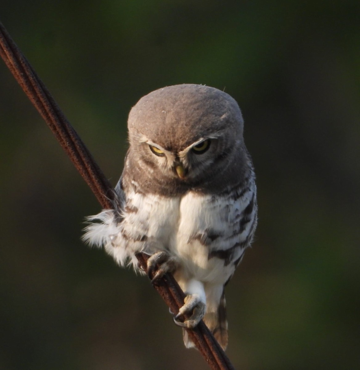 Forest Owlet - ML631361685