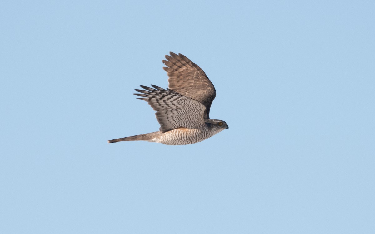Eurasian Sparrowhawk - ML631361727