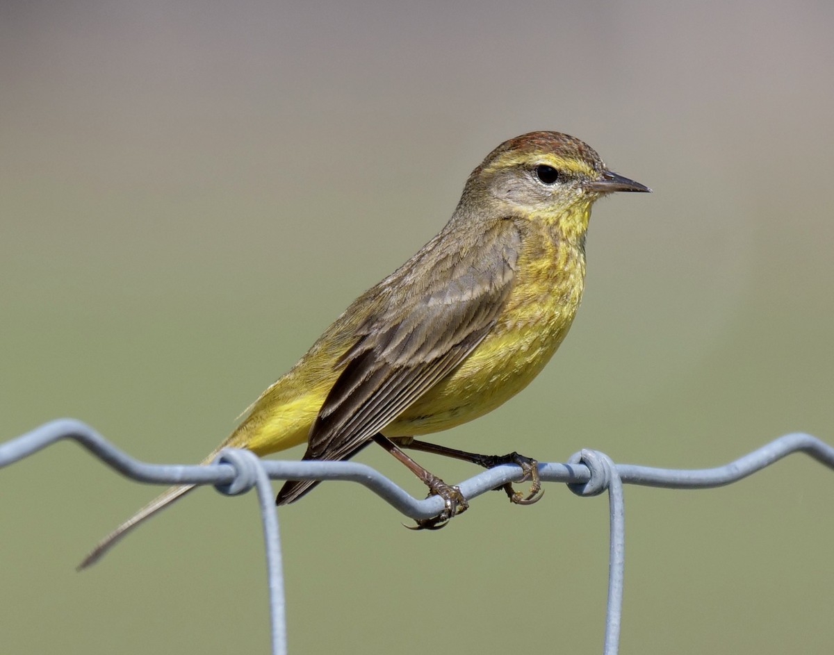 Palm Warbler - ML631361810