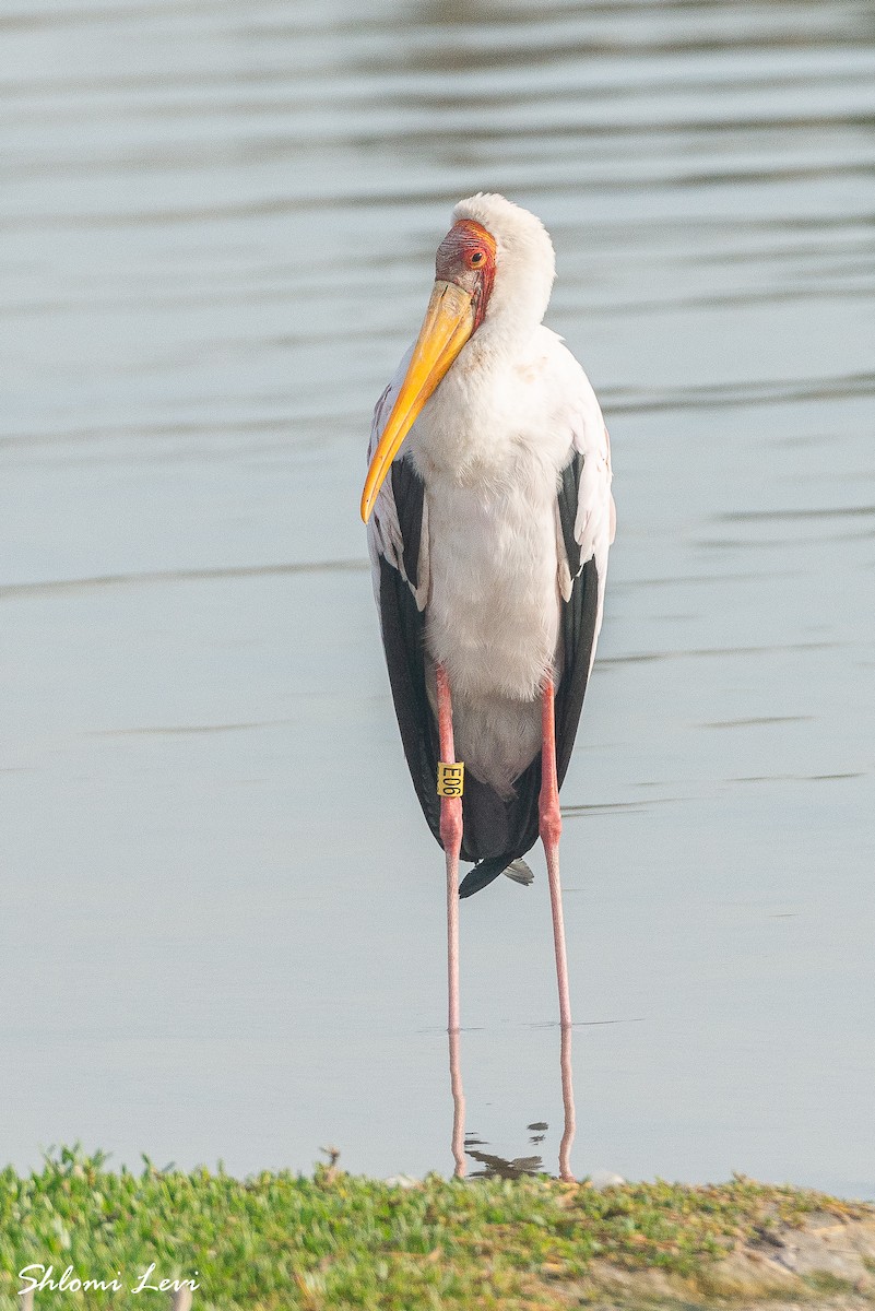חסידן ורוד - ML631361816