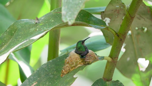 White-necked Jacobin - ML631361855