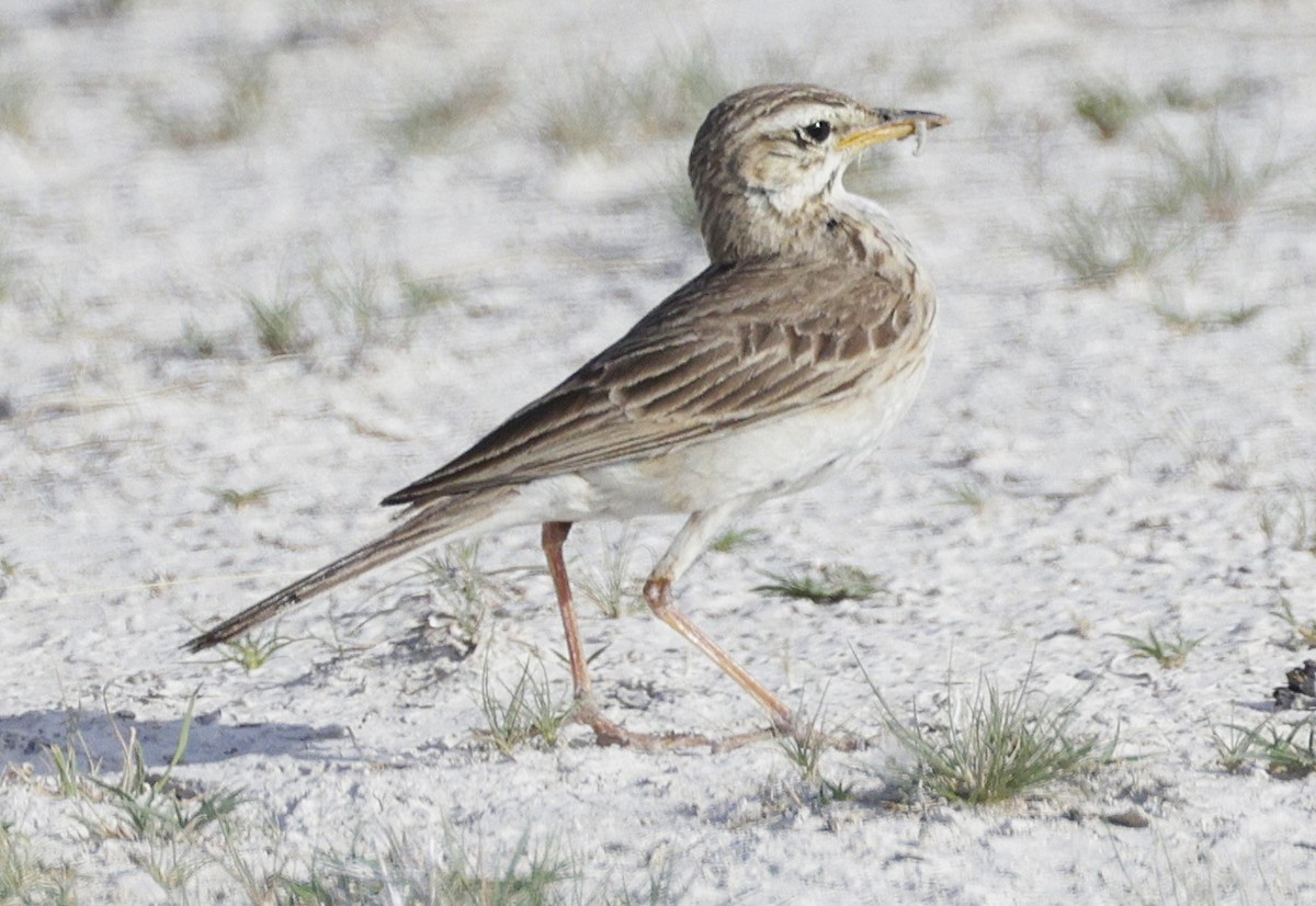 African Pipit - ML631361951