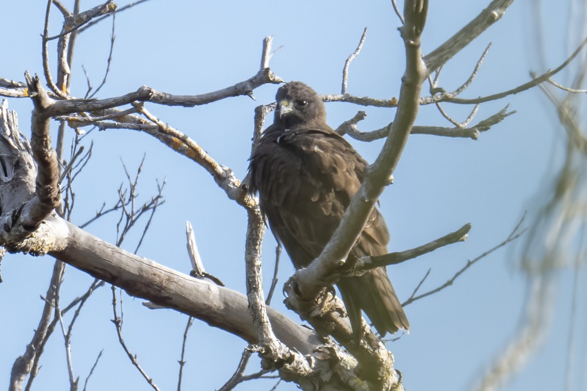 Short-tailed Hawk - ML631361985