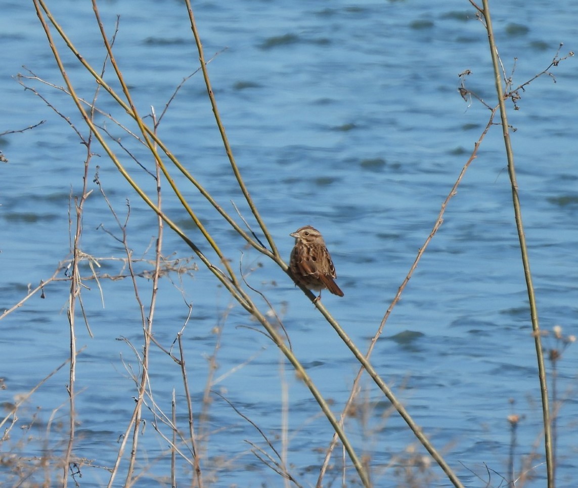 Song Sparrow - ML631362012