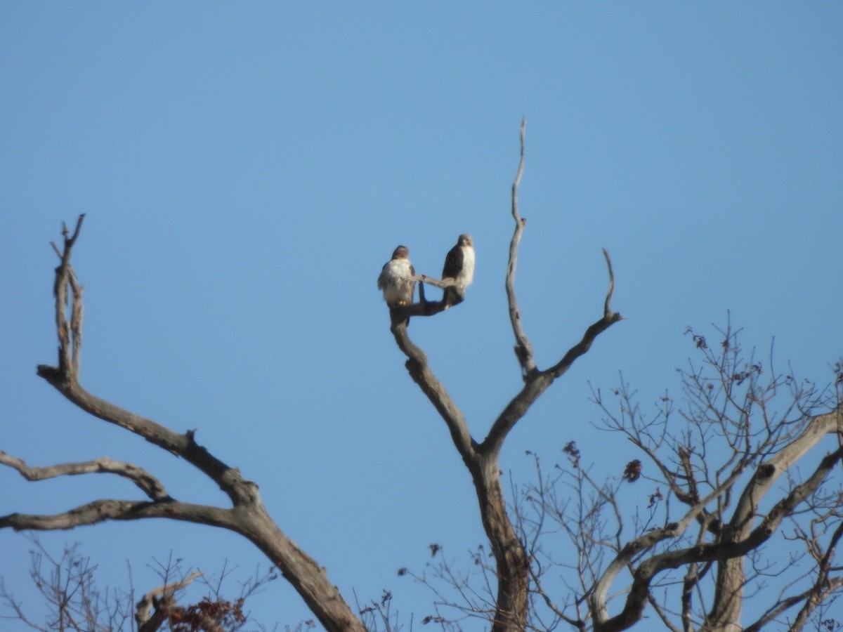 Red-tailed Hawk - ML631362116