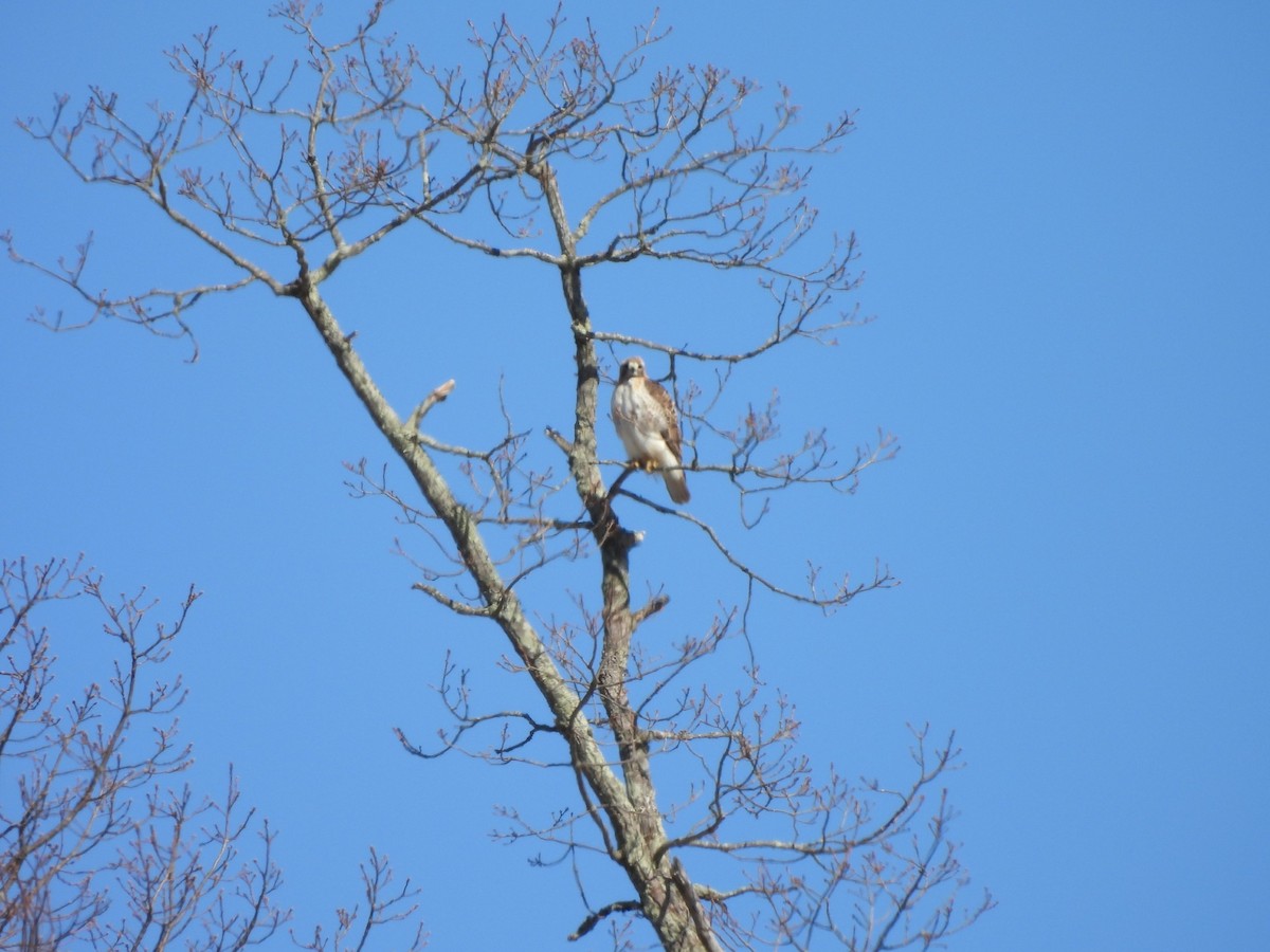 Red-tailed Hawk - ML631362117