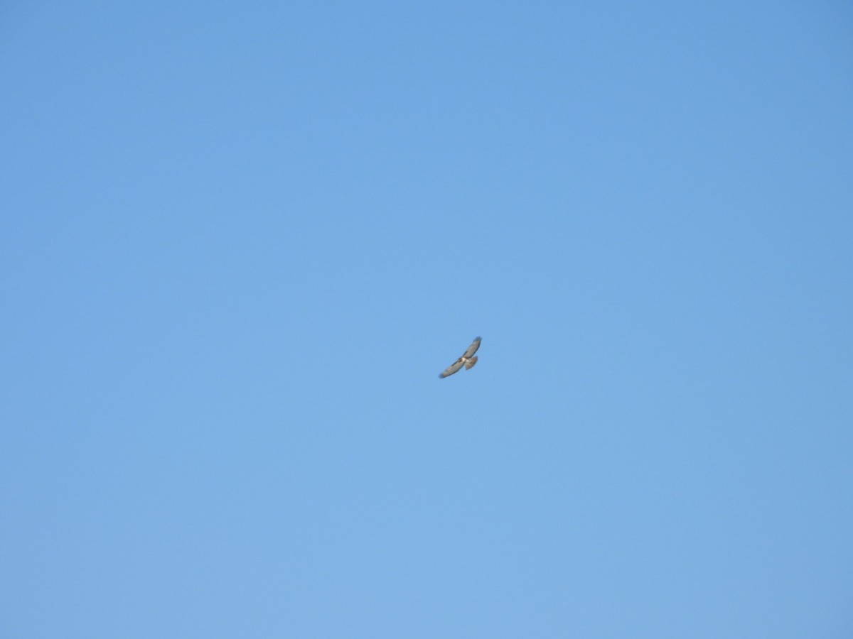 Red-tailed Hawk - ML631362136