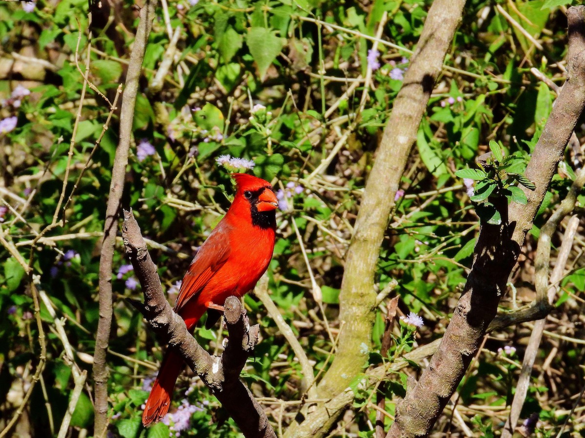 Northern Cardinal - ML631362349