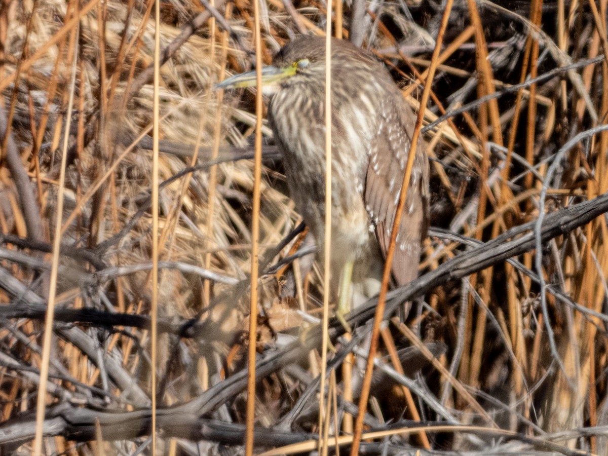 Black-crowned Night Heron - ML631362399