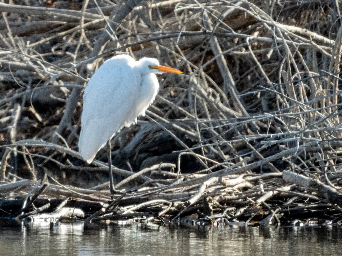 Great Egret - ML631362417