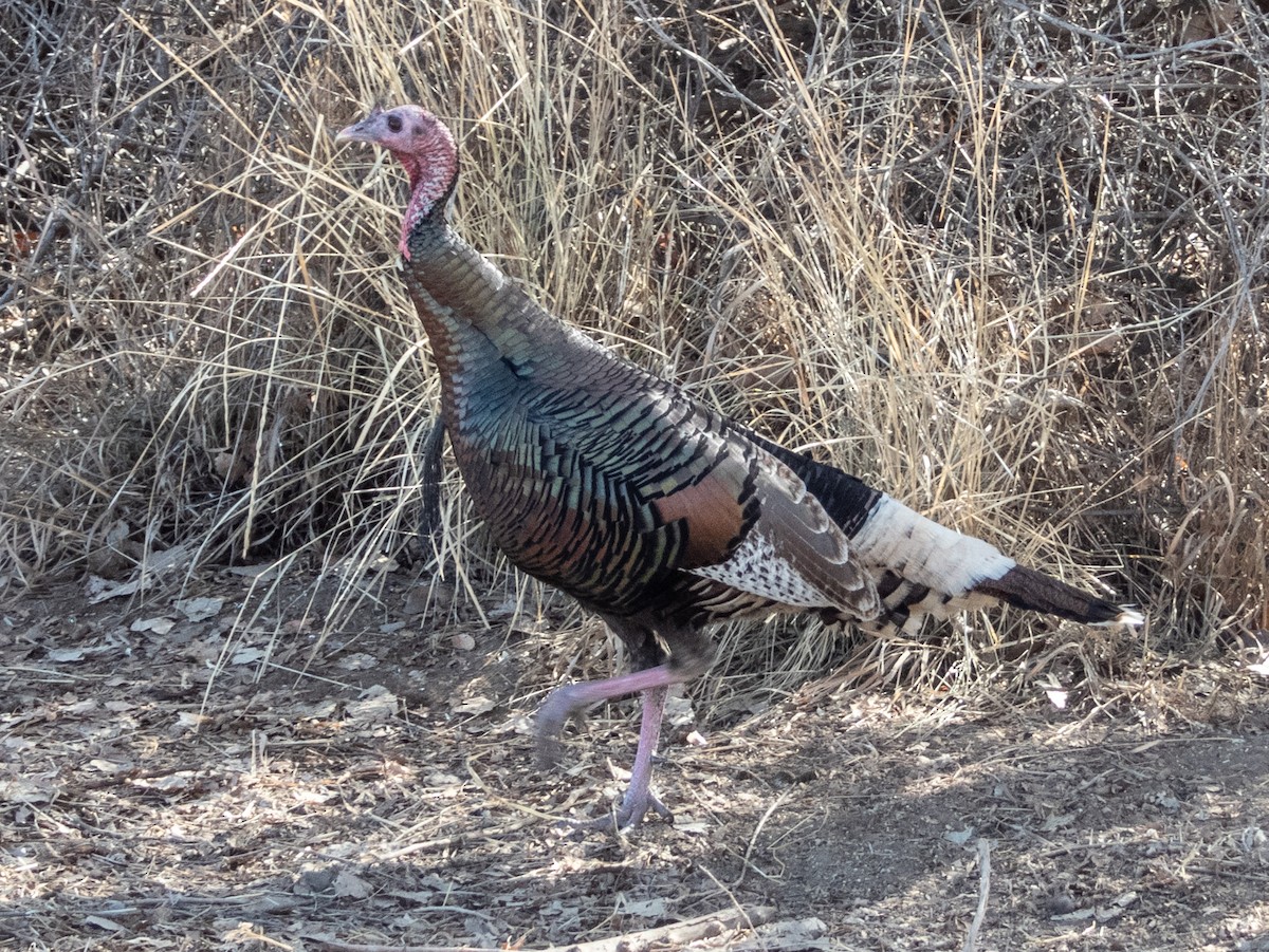 Wild Turkey - ML631362463