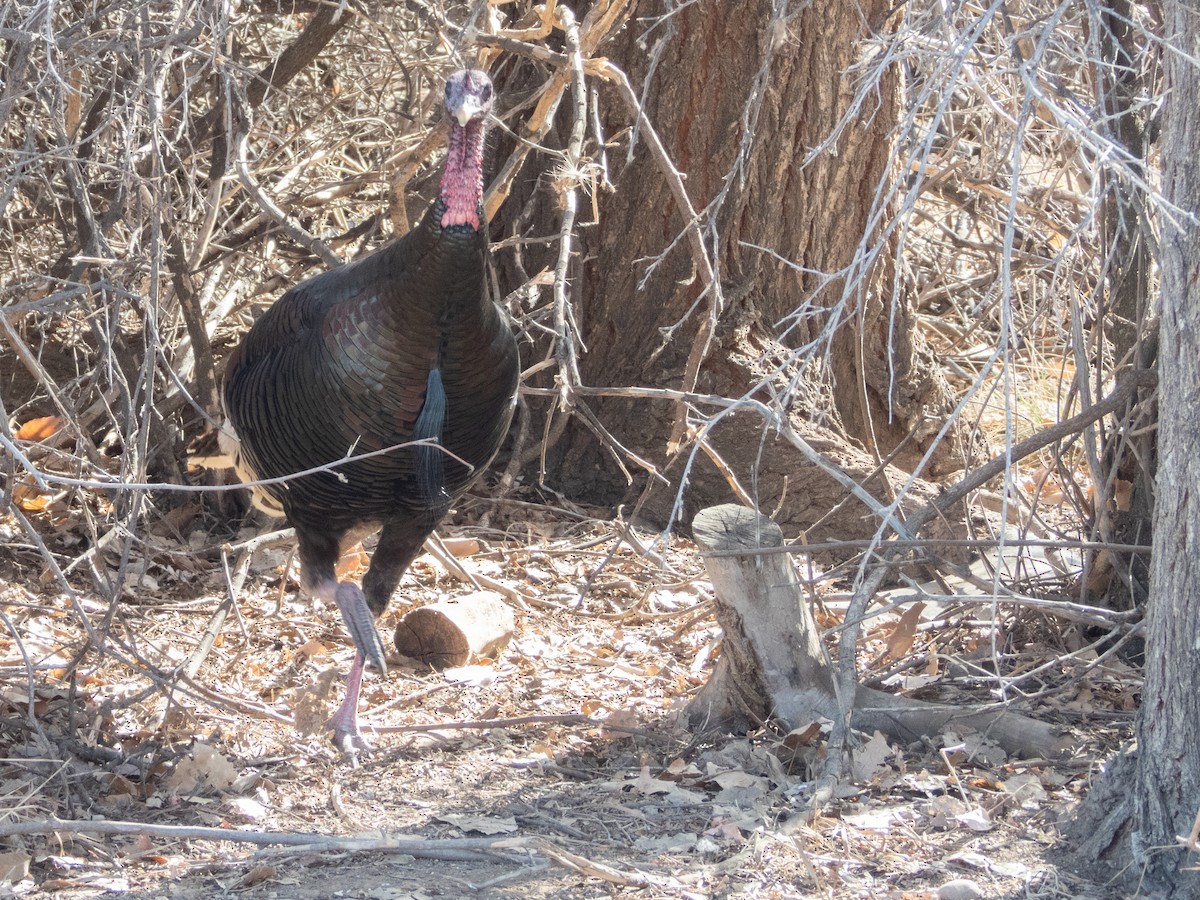 Wild Turkey - ML631362465